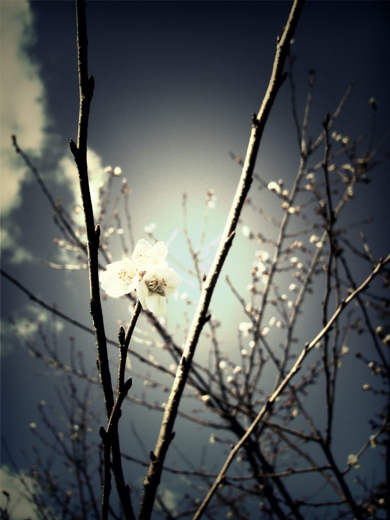 spring-blossom_Fotor_Fotor